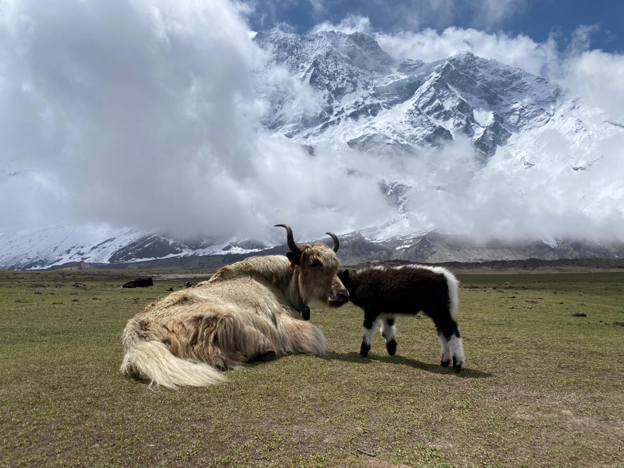 Manaslu Circuit Trek