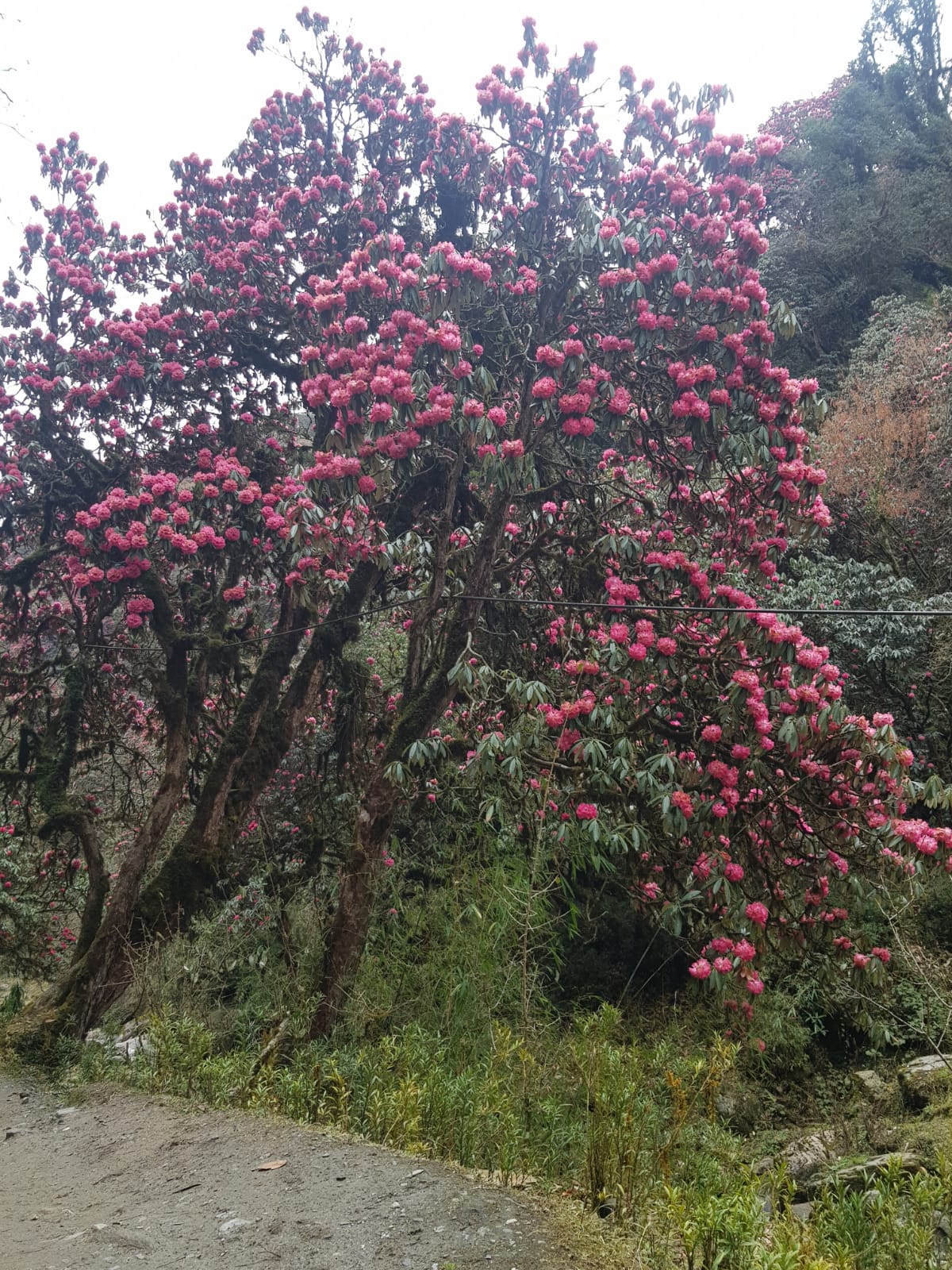 Everest three pass trek with Everest base camp — photo 3